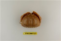 藏品(卷折饅頭蟹)的圖片